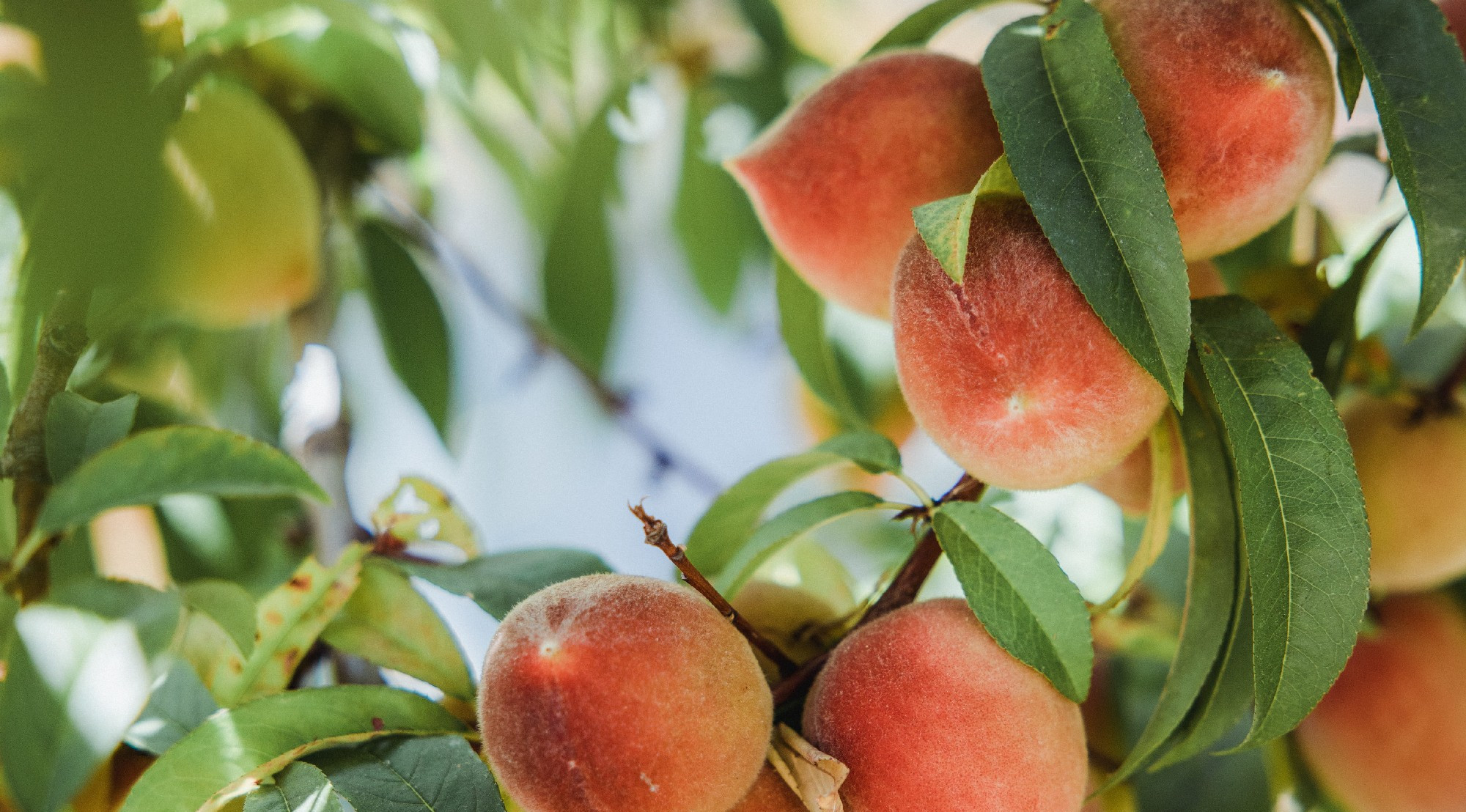 Melocotonero Opfh Recot